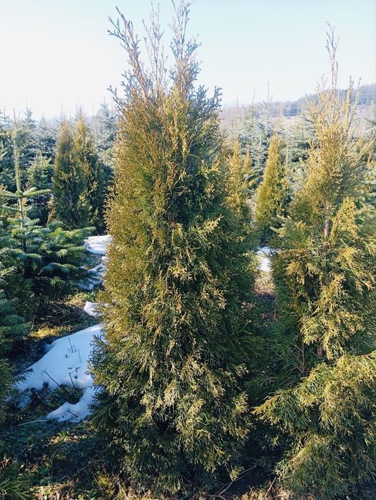 Thuja szmaragd z gruntu