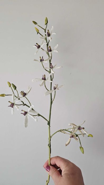Haste de flor de orquidea