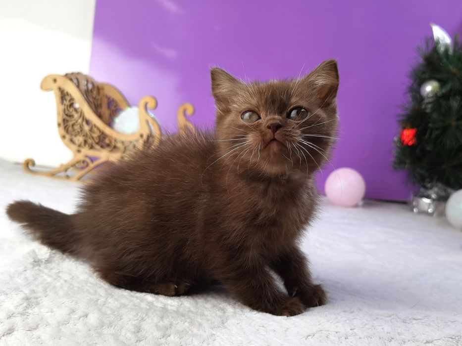 Шоколадна кішечка з документами