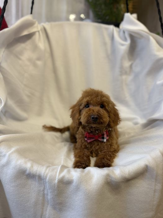 Pudel mini miniaturowy pies samiec red rudy płowy