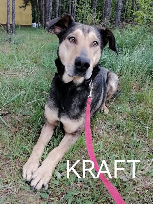 Kraft- 3 letni wesoły pies szuka domu