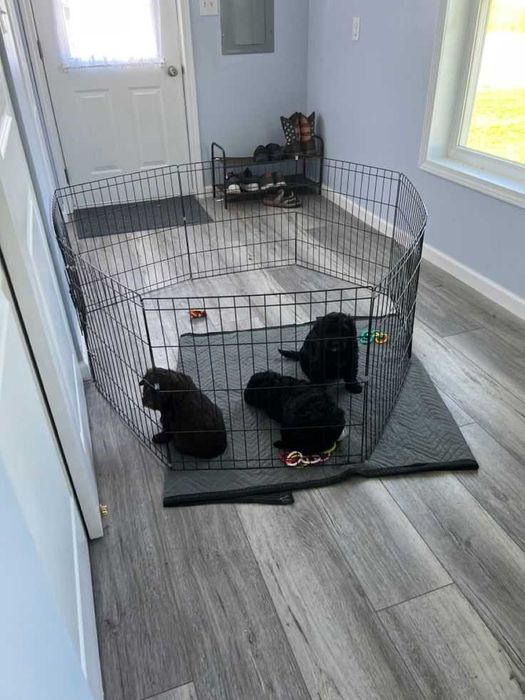 Манеж с дверкой клетка 180*60*76 клітка для собак щенков птиц 8 секций