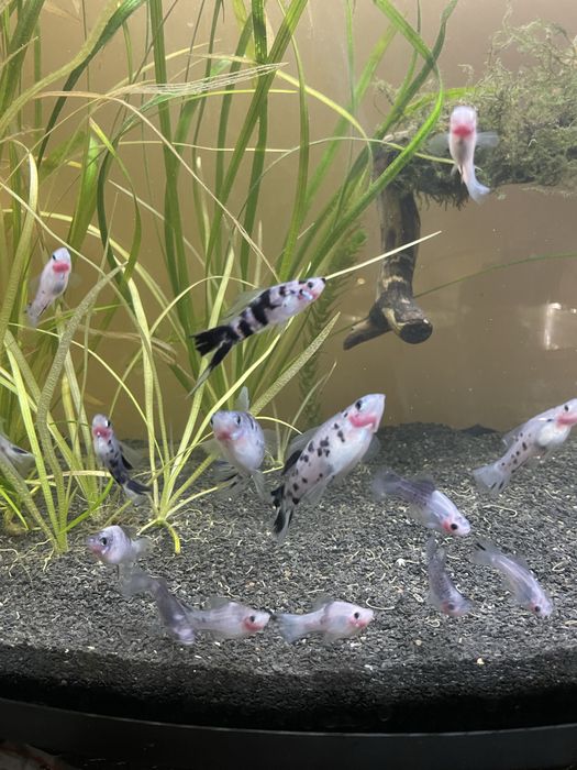 Мечоносець Мармуровий