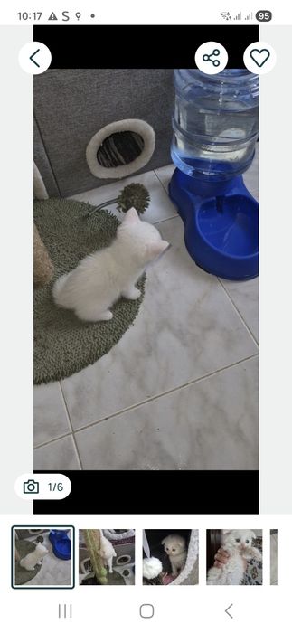 Menina/o  scottish branca