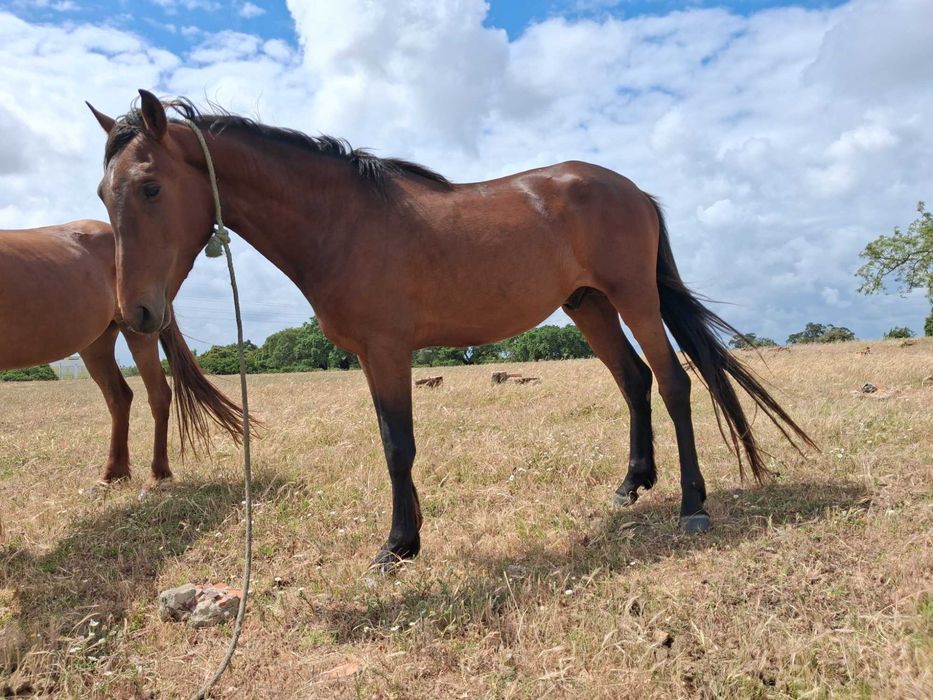 Troque e vende o cavalo