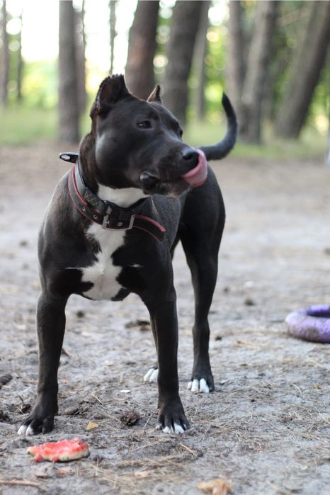 Вʼязка собак (пітбуль)