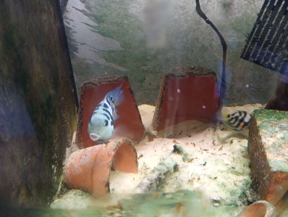 Pielęgnica papudzia blue tiger
