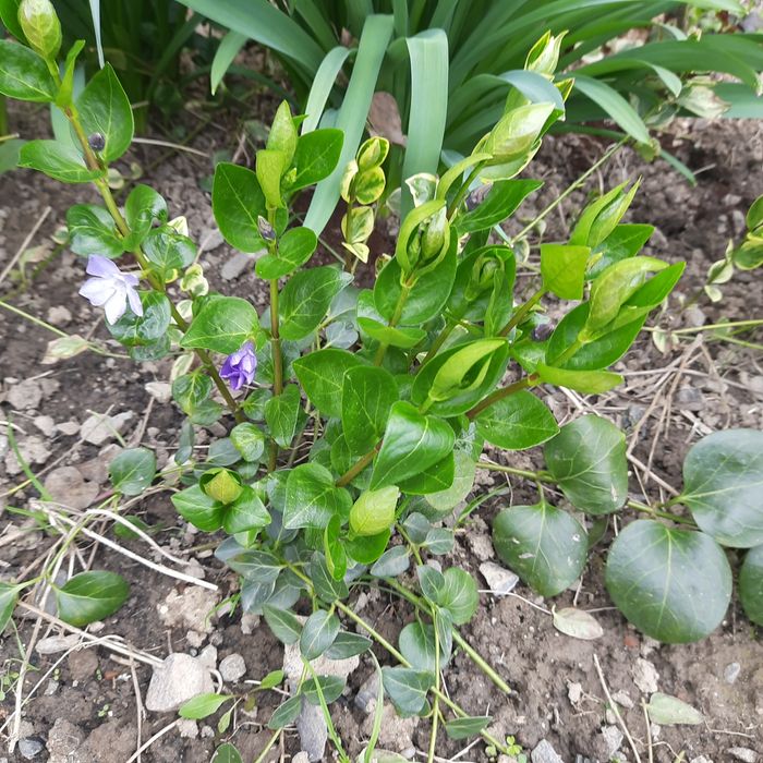 Барвінок Варієгата  садові вічнозелені рослини квіти