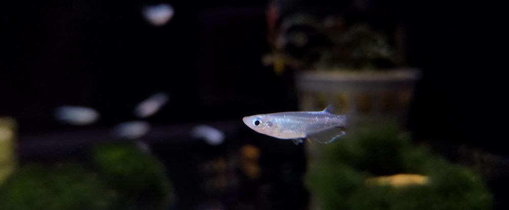 Ryżanka japońska platinium white