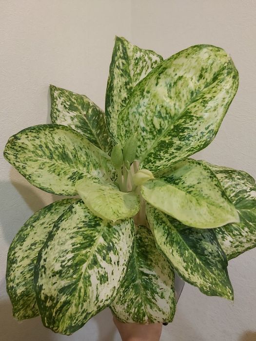 Аглаонема White Rose