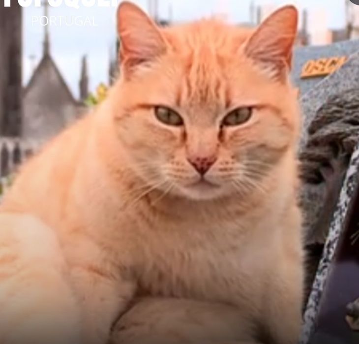 Petsiting. Cuidadora de cães e gatos