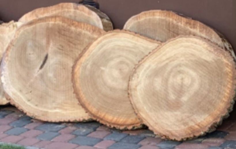 Plastry drewna, dąb, brzoza itp.