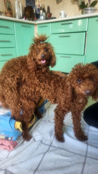 Той пудель вязка.