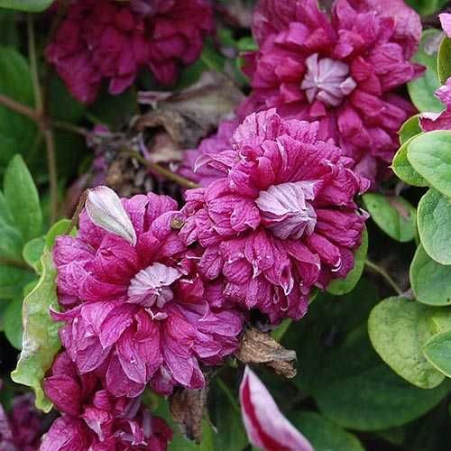 Клематис Purpurea Plena Elegans  та Jan Pawel II.