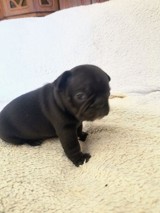 Buldozek fracuski czarny