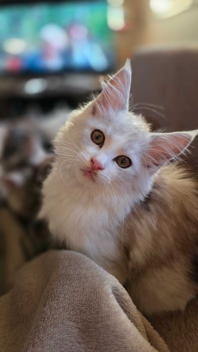 Piękne sreberko  z rodowodem FPL