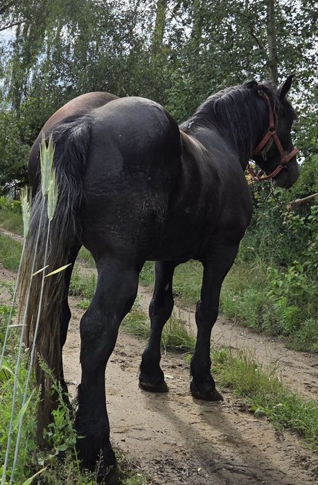 Konie ogiera źrebaki zimnokrwiste