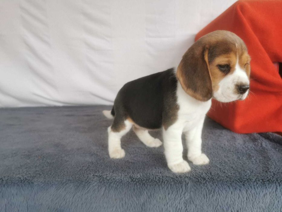 Beagiel  Tri-Color szczeniak