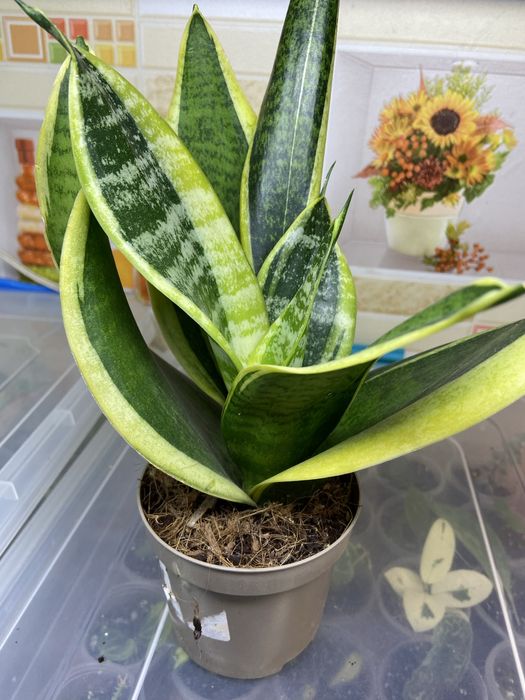 Сансевієрія сорта