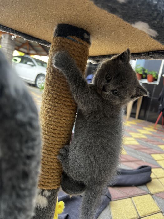 Британські котинятка