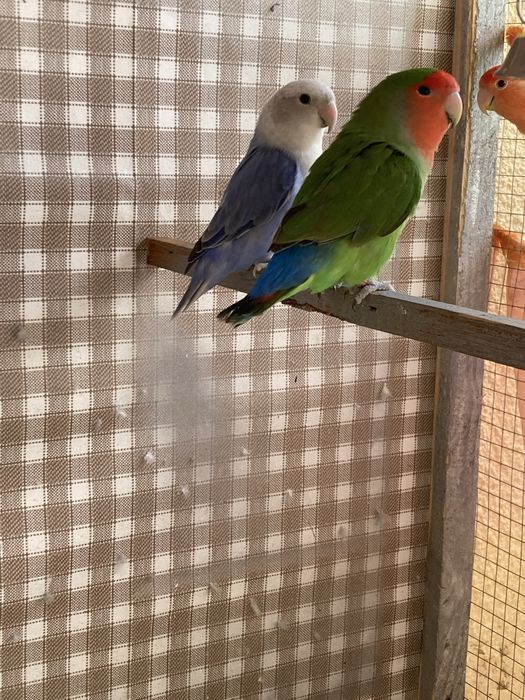 Vende se 2 casais de agaponis