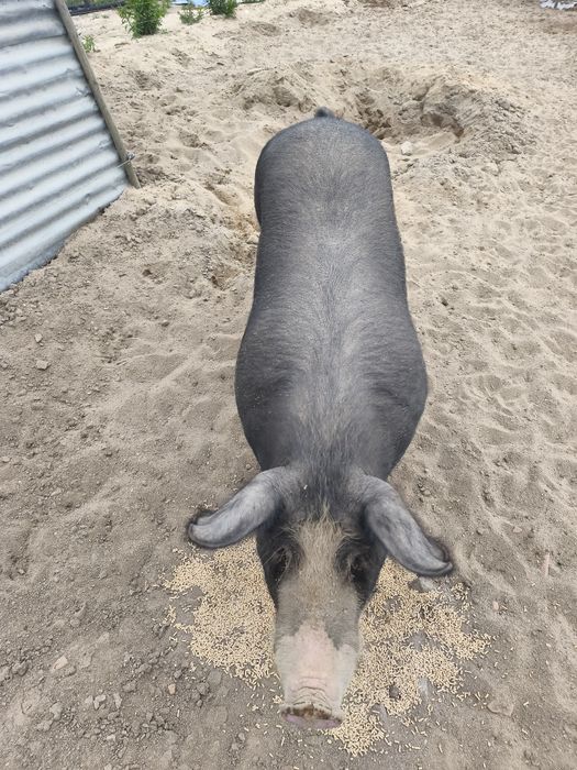 Vendo porcos Raça Alentejana/Duroc