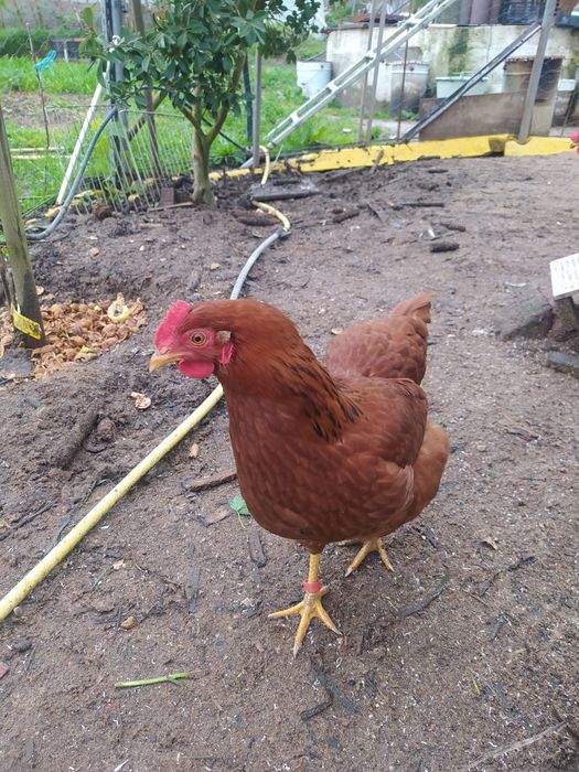 Galos  galinhas Caseiros, Criado Ar Livre