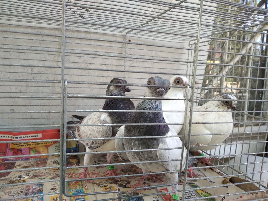 Szek polski, mewka polska