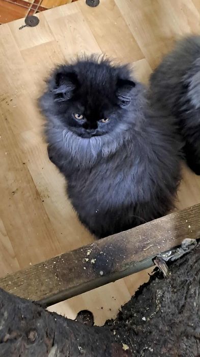 Wspaniały kocurek perski czeka na nowy dom