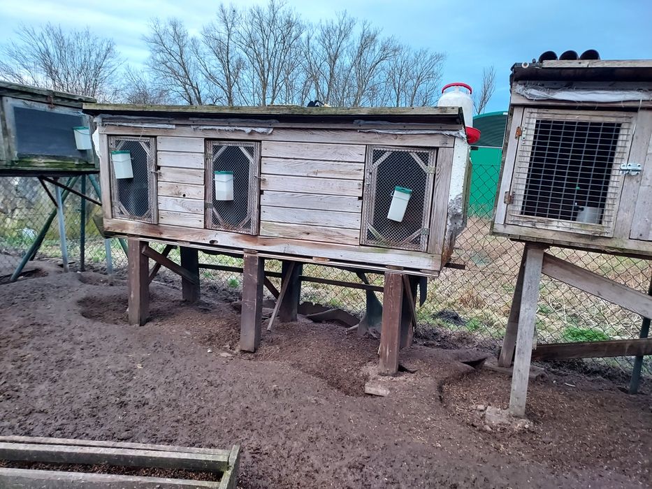 Klatki dla królików