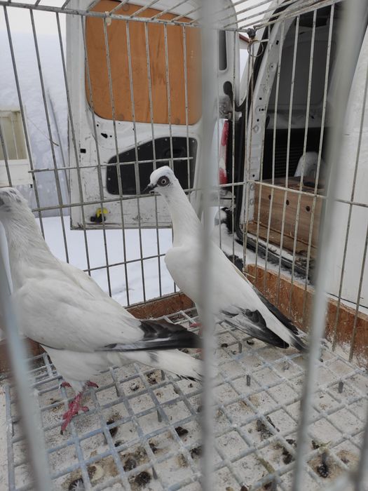 Wiedenskie lotne samczyk samiczka 25r