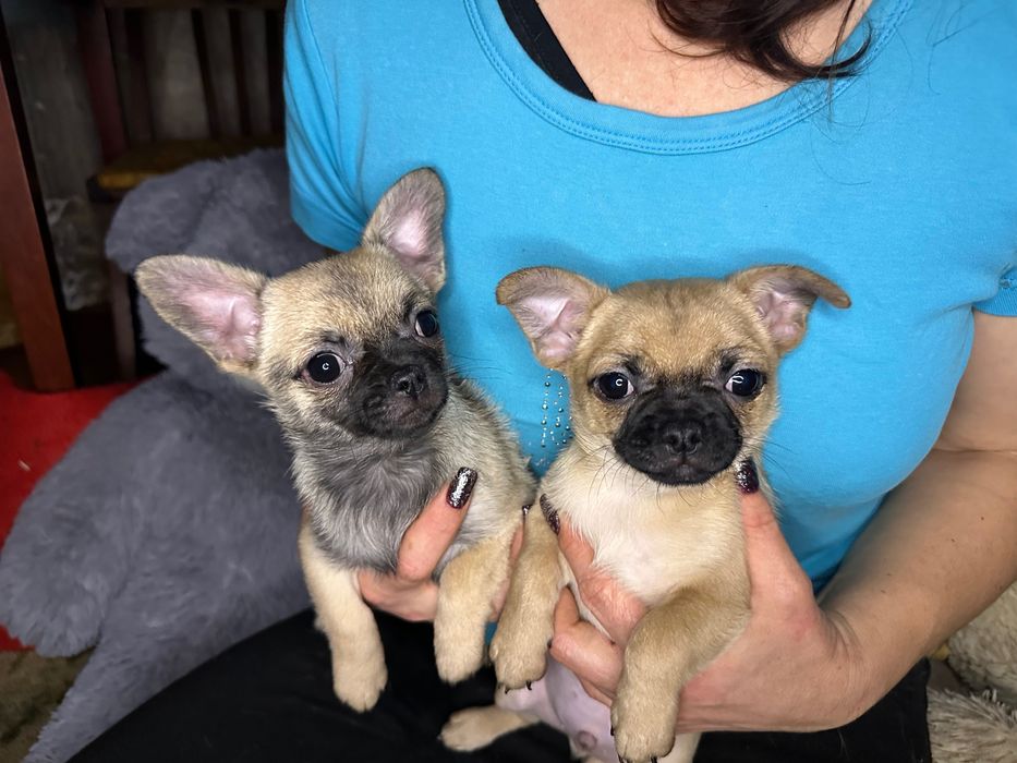 Продаж цуценят чихуа