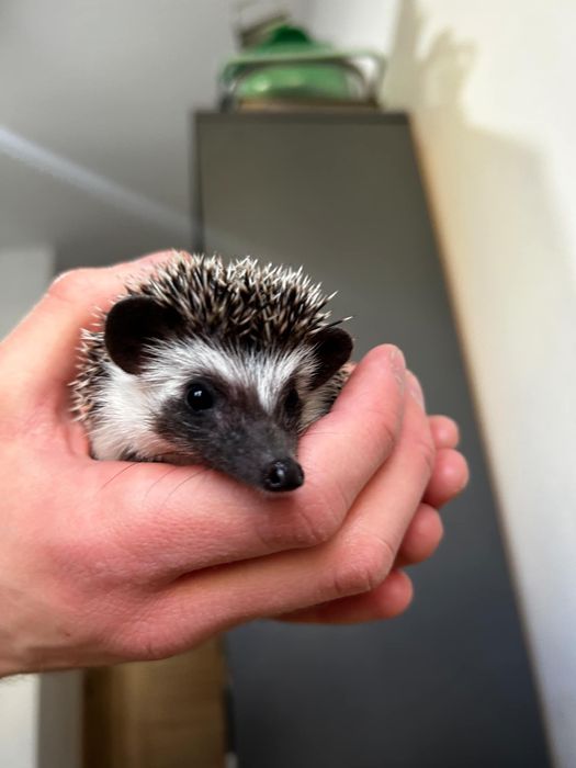 Jeże Pigmejskie - młode, oswojone, domowa hodowla