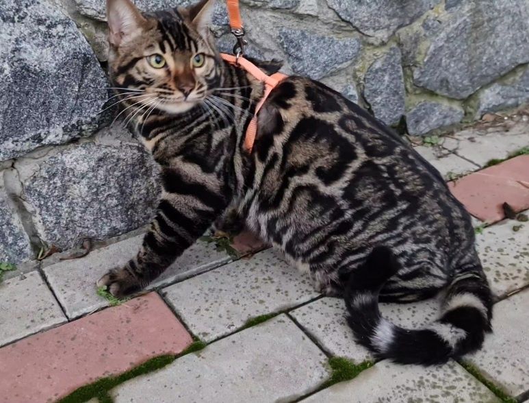 Бенгальский дорослий котик