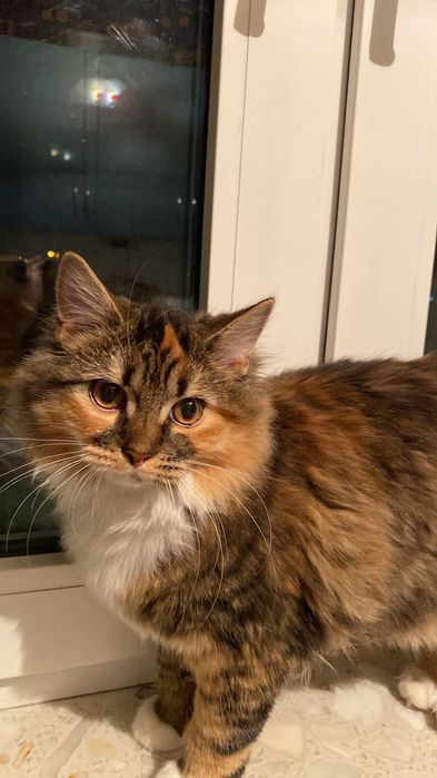 Luna, 3-letnia kotka domowa, szuka nowego domu