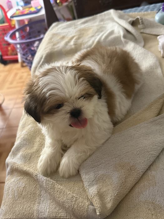 Shih-Tzu macho puro