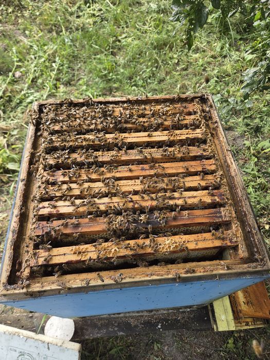 Ul pszczoły rodzina pszczela