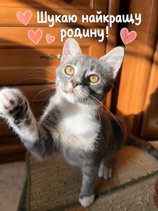 Котик кошеня в найкращі руки
