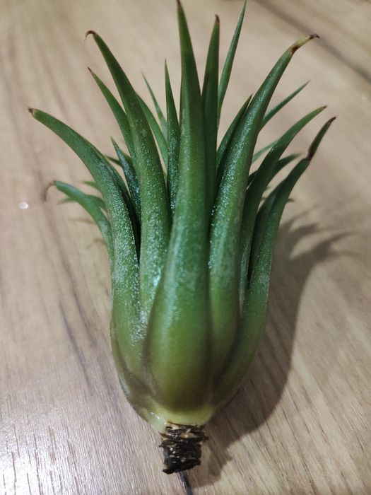 Продам тіландсія