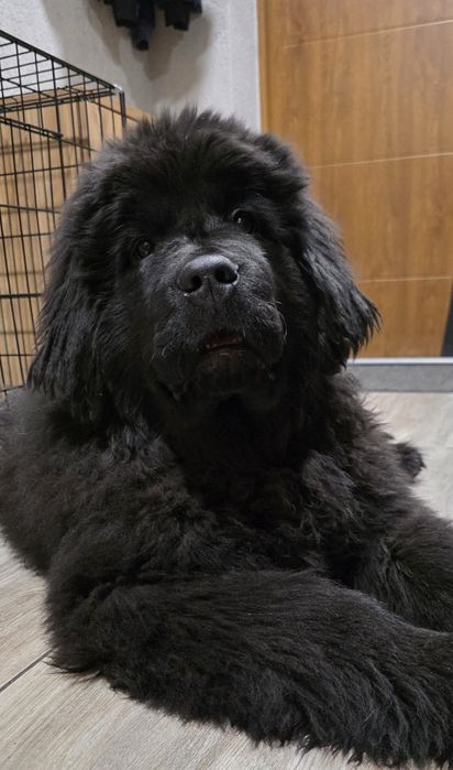 Nowofundland Wodołaz ZKWP FCI