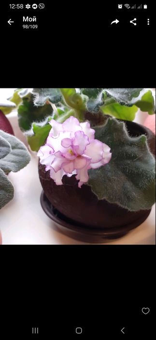 Фіалка сортова набір діток 6 шт.мікс