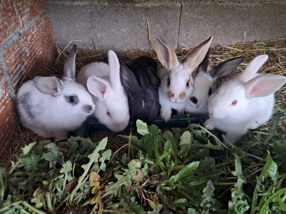 Ninhada de 7 coelhos
