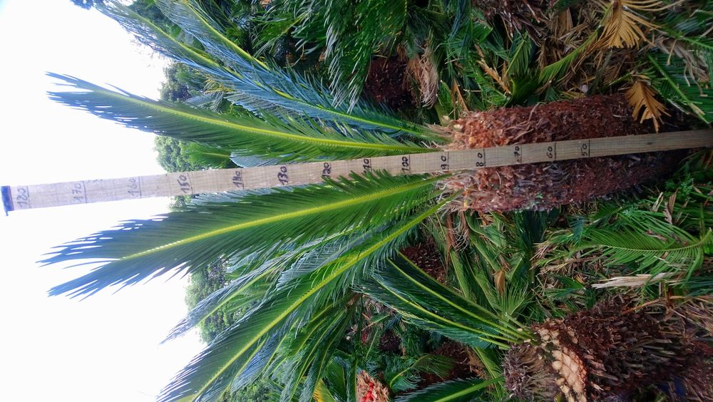 Cycas revolutia