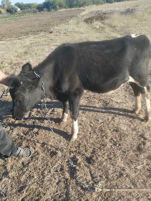 Продам телку 6 месяцев