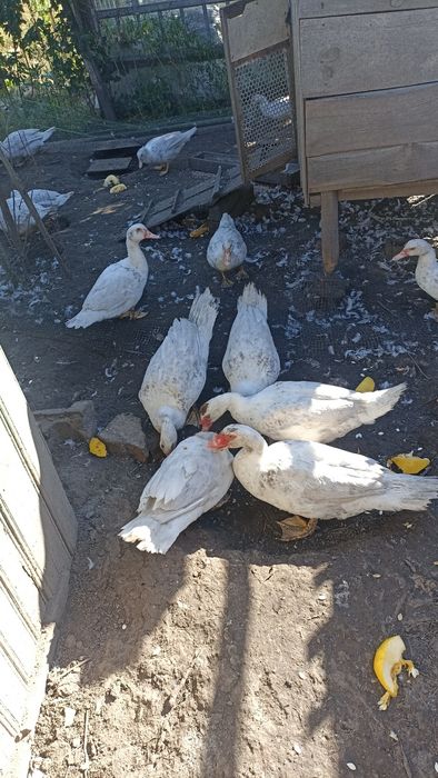 Продам молодих мускусних качок і селехів