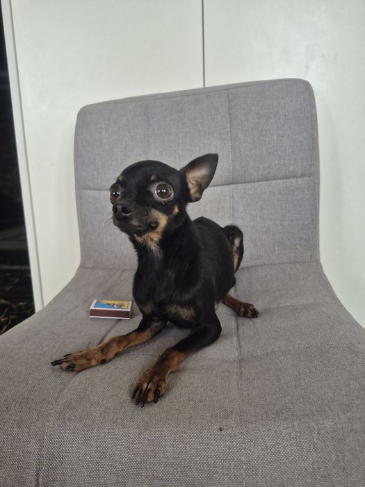 Щенок мини той терьер мальчик 2 месяца