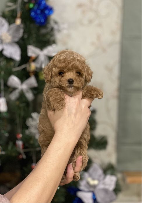 Міні хлопчик мальтипу