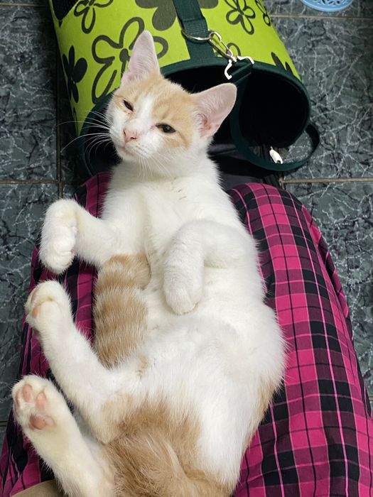 Котеня Батончик