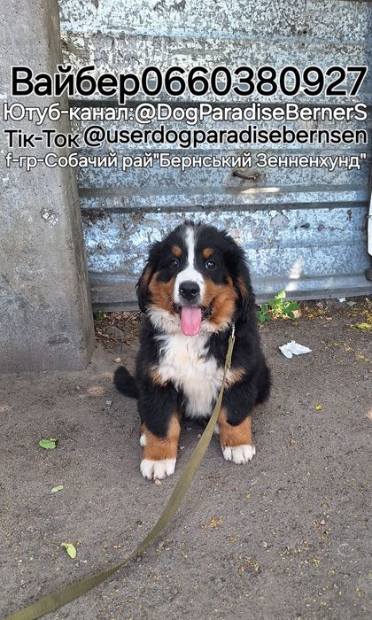 Бернські Зенненхунди[BERNER SENNENHUND]