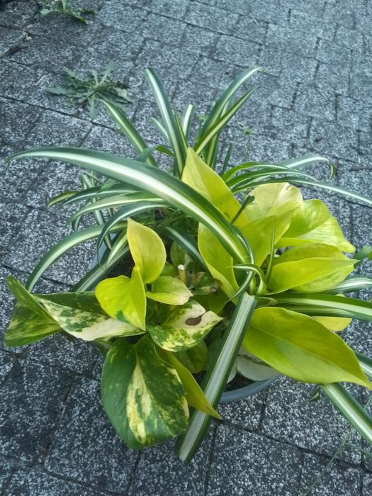 Zielistka ep trikolor  epi neon pothos